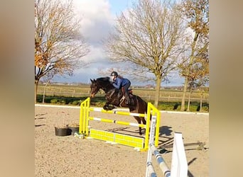 KWPN, Merrie, 10 Jaar, 168 cm, Donkerbruin