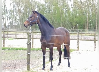 KWPN, Merrie, 10 Jaar, 168 cm, Donkerbruin