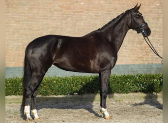 KWPN, Merrie, 10 Jaar, 168 cm, Donkere-vos