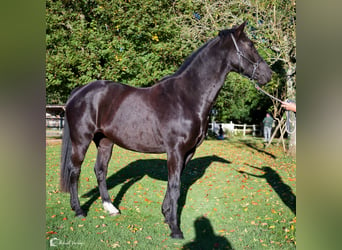 KWPN, Merrie, 10 Jaar, 168 cm, Zwartbruin