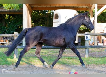 KWPN, Merrie, 10 Jaar, 168 cm, Zwartbruin