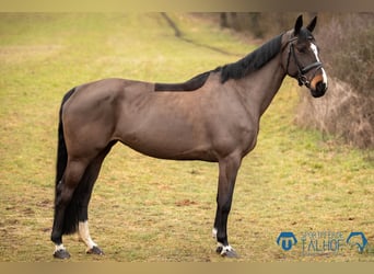 KWPN, Merrie, 10 Jaar, 168 cm, Zwartbruin