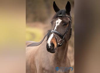 KWPN, Merrie, 10 Jaar, 168 cm, Zwartbruin