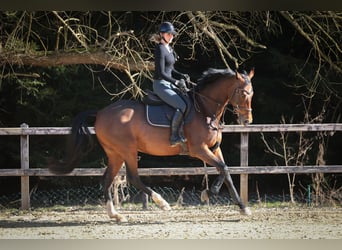 KWPN, Merrie, 10 Jaar, 169 cm, Bruin