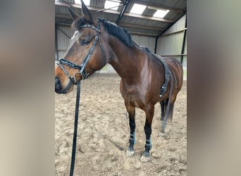 KWPN, Merrie, 10 Jaar, 169 cm, Donkerbruin