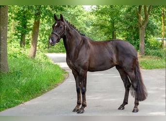 KWPN, Merrie, 10 Jaar, 169 cm, Vos