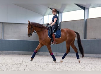 KWPN, Merrie, 10 Jaar, 170 cm, Vos