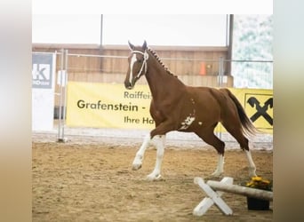 KWPN, Merrie, 10 Jaar, 170 cm, Vos