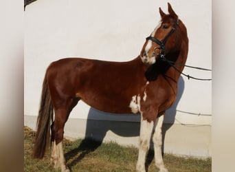 KWPN, Merrie, 10 Jaar, 170 cm, Vos