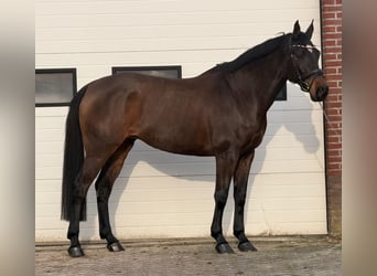 KWPN, Merrie, 10 Jaar, 171 cm, Bruin