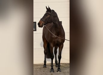 KWPN, Merrie, 10 Jaar, 171 cm, Bruin