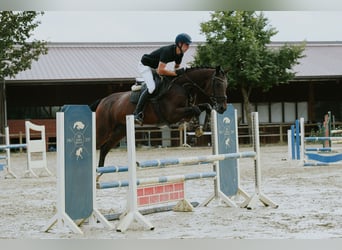 KWPN, Merrie, 10 Jaar, 171 cm, Bruin