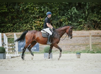 KWPN, Merrie, 10 Jaar, 171 cm, Bruin