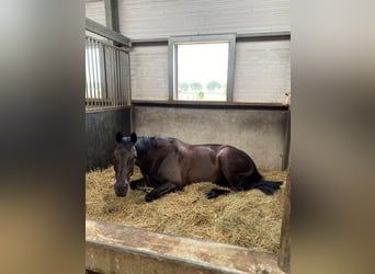 KWPN, Merrie, 10 Jaar, 171 cm, Zwartbruin