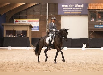 KWPN, Merrie, 10 Jaar, 171 cm, Zwartbruin