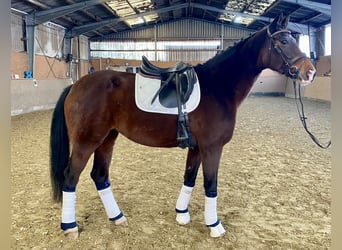 KWPN, Merrie, 10 Jaar, 172 cm, Donkerbruin