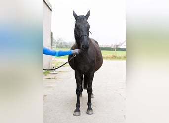 KWPN, Merrie, 10 Jaar, 173 cm, Zwart