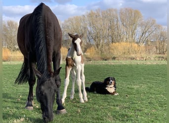 KWPN, Merrie, 10 Jaar, 173 cm, Zwart