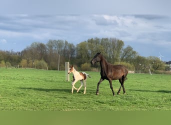 KWPN, Merrie, 10 Jaar, 173 cm, Zwart
