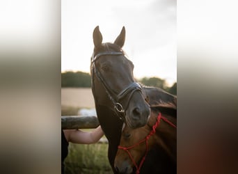 KWPN, Merrie, 10 Jaar, 173 cm, Zwart