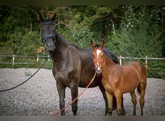KWPN, Merrie, 10 Jaar, 173 cm, Zwart