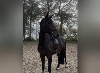 KWPN, Merrie, 10 Jaar, 174 cm, Donkerbruin