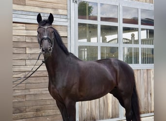 KWPN, Merrie, 10 Jaar, 174 cm, Zwart