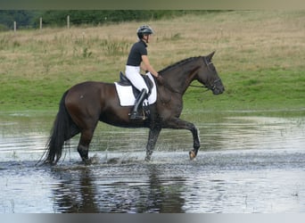 KWPN, Merrie, 10 Jaar, 175 cm, Zwart