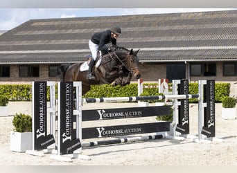 KWPN, Merrie, 11 Jaar, 160 cm