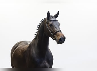 KWPN, Merrie, 11 Jaar, 160 cm