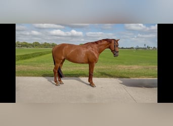 KWPN, Merrie, 11 Jaar, 163 cm, Donkere-vos