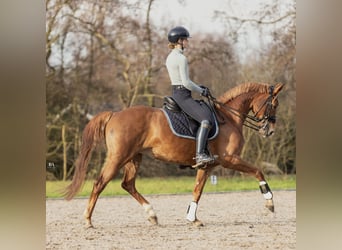 KWPN, Merrie, 11 Jaar, 163 cm, Vos