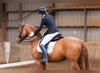 KWPN, Merrie, 11 Jaar, 163 cm, Vos