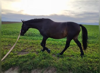KWPN, Merrie, 11 Jaar, 164 cm, Donkerbruin