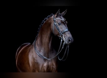 KWPN, Merrie, 11 Jaar, 165 cm, Donkerbruin