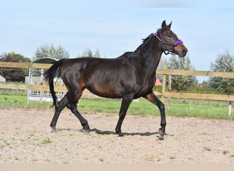 KWPN, Merrie, 11 Jaar, 165 cm, Donkerbruin