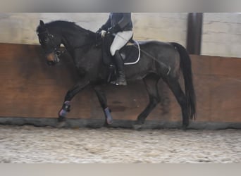KWPN, Merrie, 11 Jaar, 165 cm, Donkerbruin