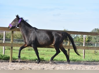 KWPN, Merrie, 11 Jaar, 165 cm, Donkerbruin