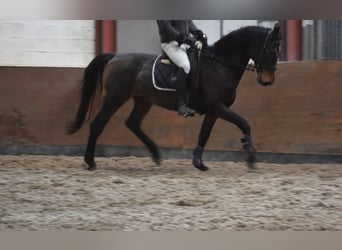 KWPN, Merrie, 11 Jaar, 165 cm, Donkerbruin