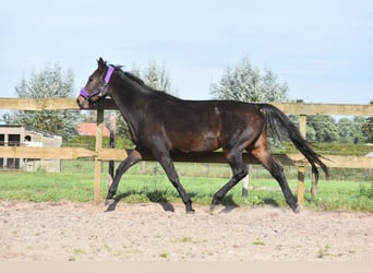 KWPN, Merrie, 11 Jaar, 165 cm, Donkerbruin
