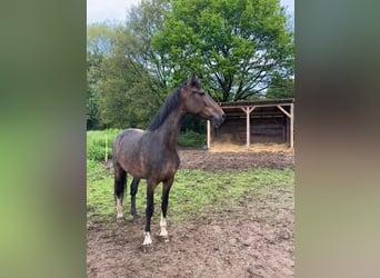 KWPN, Merrie, 11 Jaar, 165 cm