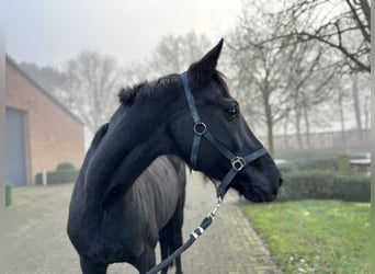 KWPN, Merrie, 11 Jaar, 165 cm, Zwart