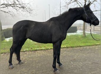 KWPN, Merrie, 11 Jaar, 165 cm, Zwart