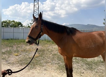 KWPN, Merrie, 11 Jaar, 166 cm, Bruin