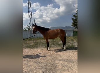 KWPN, Merrie, 11 Jaar, 166 cm, Bruin