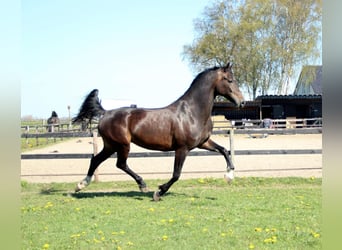 KWPN, Merrie, 11 Jaar, 167 cm, Donkerbruin