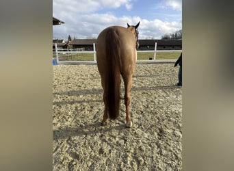 KWPN, Merrie, 11 Jaar, 167 cm, Vos