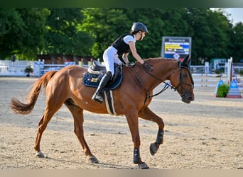 KWPN, Merrie, 11 Jaar, 167 cm, Vos