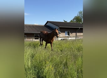 KWPN, Merrie, 11 Jaar, 167 cm, Vos