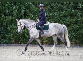 KWPN, Merrie, 11 Jaar, 168 cm, Schimmel